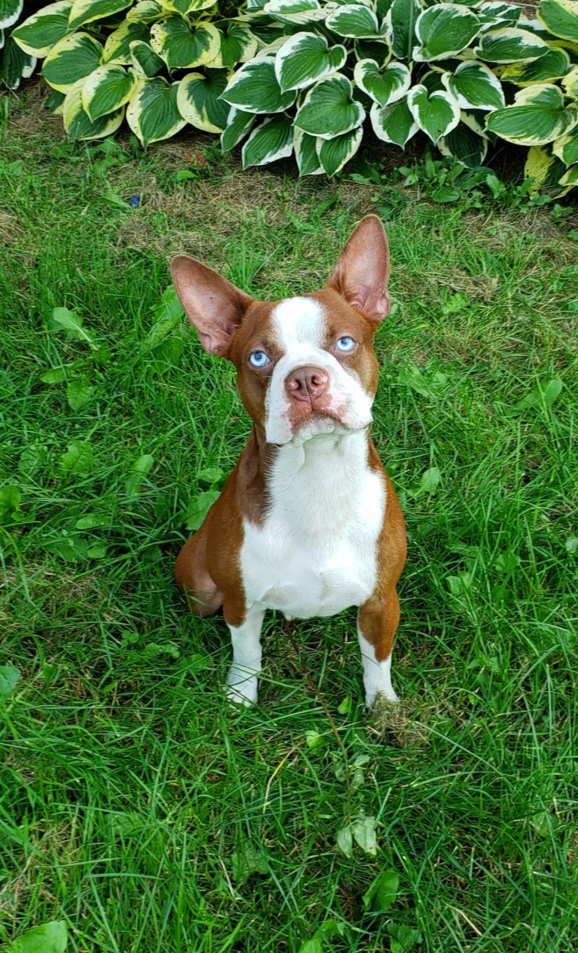 Boston Terrier