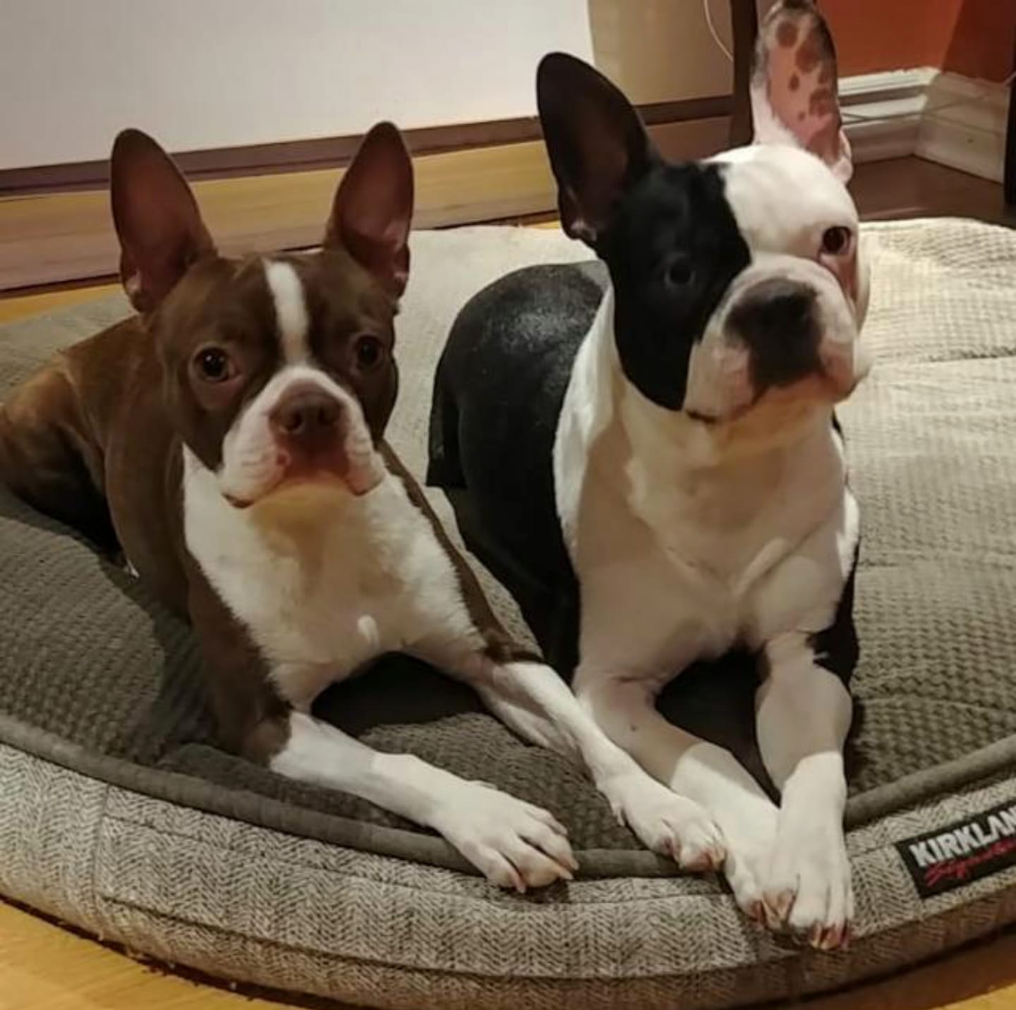 Boston Terrier