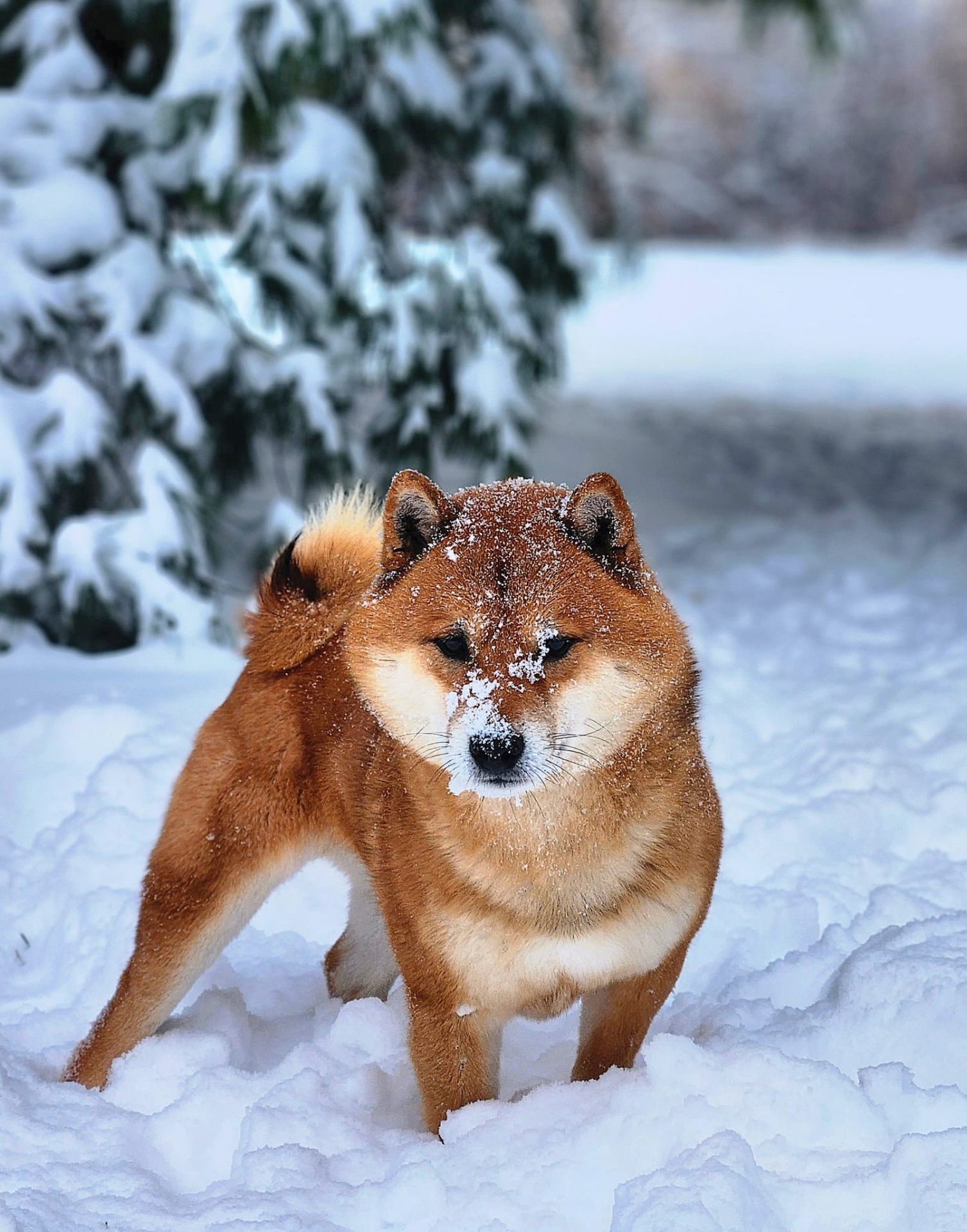 Shiba Inu
