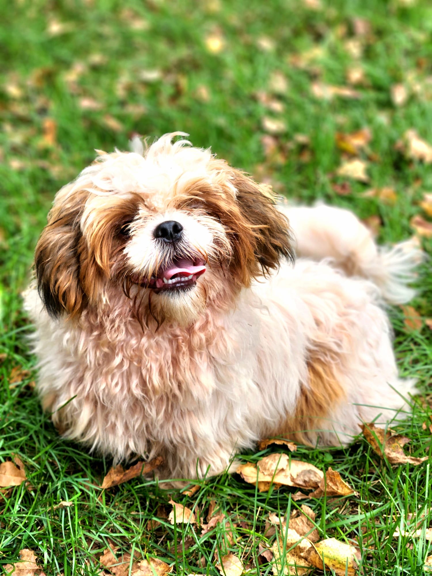 Shih Tzu